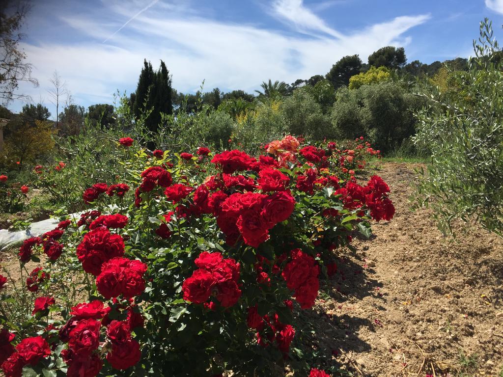 Le Clos De La Chevre Sud La Cadiere-d'Azur Bagian luar foto